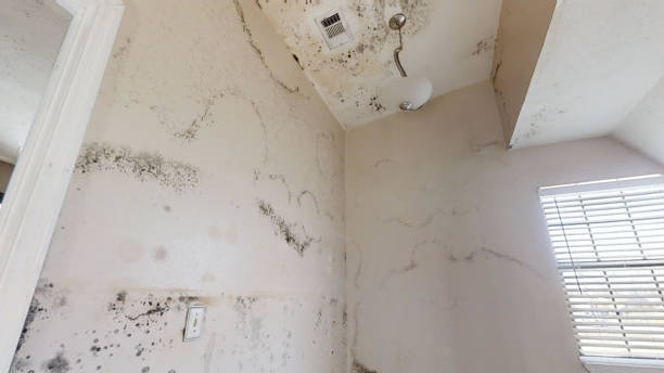 Best Environmental Consulting for Mold Prevention  in Thomaston, GA