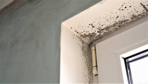 Best HVAC Mold Inspection and Cleaning  in Thomaston, GA