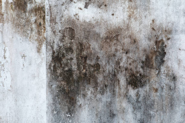 Professional Mold Removal in Thomaston, GA